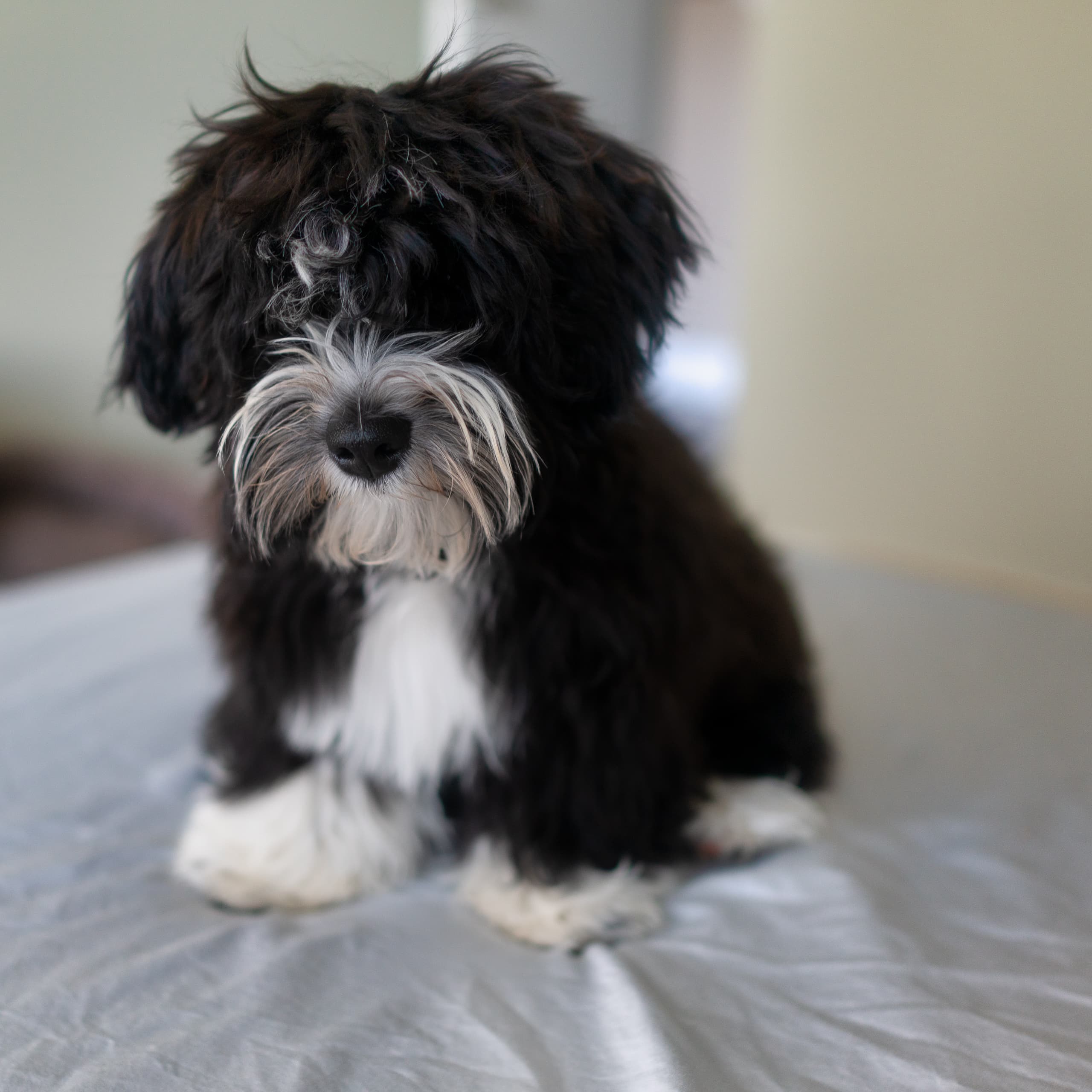 Wadsworth — Chief Operating Officer